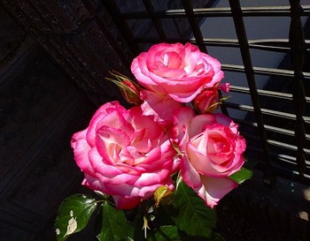 s-ピンクの薔薇２.jpg