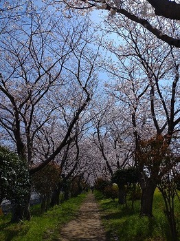 s-桜並木１.jpg