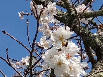 s-桜１.jpg