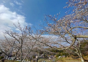 s-桜２.jpg