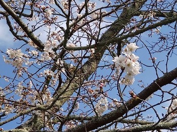 s-桜３.jpg